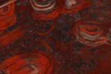 Polished Stromatolite (Collenia) - Minnesota #136924-1